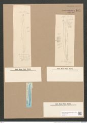 Pleurosigma var. kuetzingii Grun. (de-Toni-Nr.: Genus 13, Species 1076) Zeichnungen Sammlung Grunow Nr. 1971 (NHMW-BOT-W0369115)